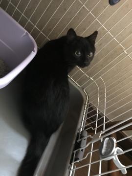 かわいい黒猫女の子