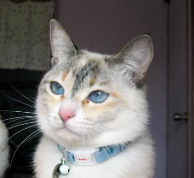 青い目が印象的なおりこうさん