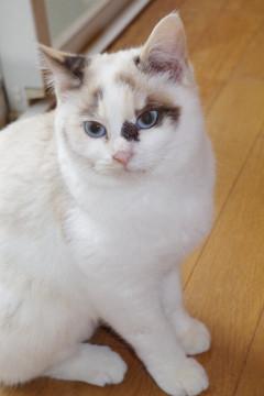 ブルーアイのマッシュ