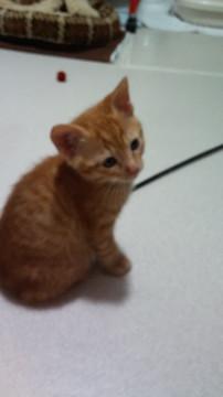 仔猫の里親になって下さい
