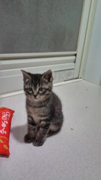 仔猫の里親になって下さい