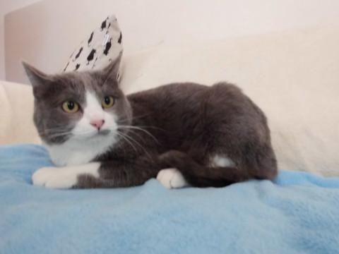 小屋から出してあげたい！おっとり手袋靴下