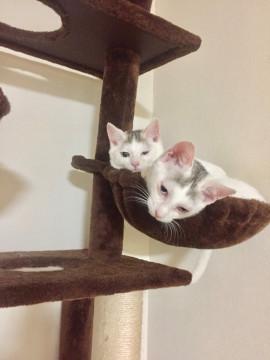 美猫の白猫~オットアイの兄弟ヨーダちゃん