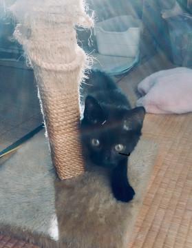 黒猫 子猫 ♂里親募集中