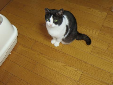 とてもかわいい猫ちゃんです　^　^