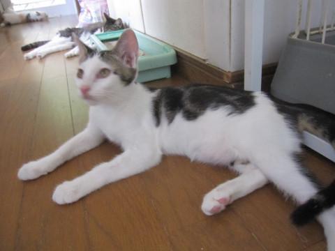 動画あり　和顔のキジ白去勢済み