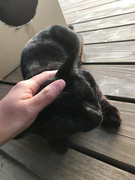 黒猫オスです。保護中です。