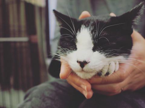 手のり小さい黒白ハチワレちゃん♪避妊済