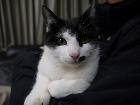 甘々でゴロゴロターボな黒白くん♪去勢済