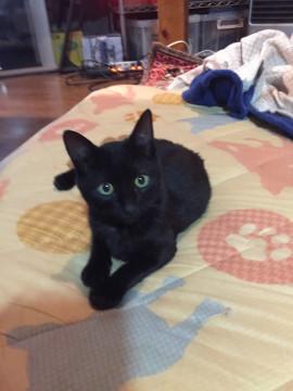 雷⚡️シッポの黒仔猫