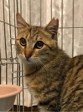 美猫キジトラ男子