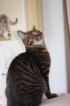 動画ありお膝大好き甘えん坊去勢済