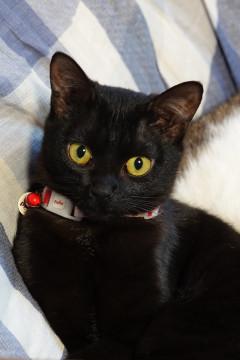 福島から保護してきた かわいい黒猫です