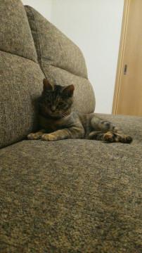 素敵な里親さんに決まりまし！小顔美猫