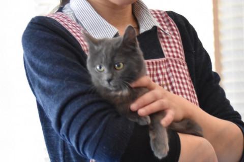 濃いグレーの毛色