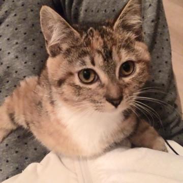 おっとりシマミケの女の子