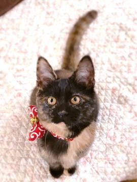 ☆人が大好き！甘えんぼな子猫ちゃん☆