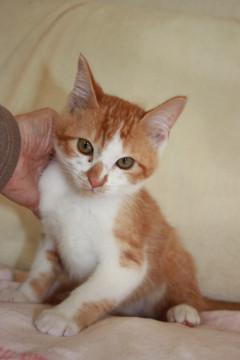 ケージから出してあげたい！かわいい茶白