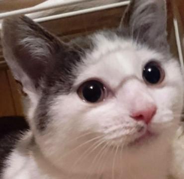 遊ぶことが大好きな可愛いグレー×白ちゃん