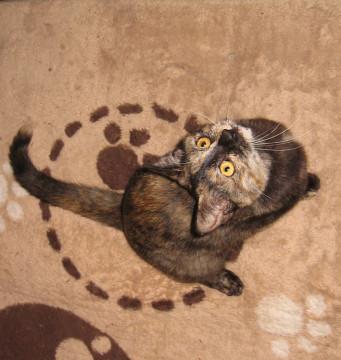 オモチャ遊びが大好きなサビちゃん