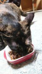 あまえんぼだよ～ほんちゃん