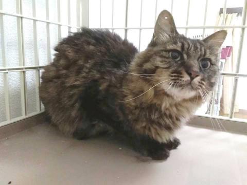 飼主様が他界し新しい飼主求む(長毛猫)