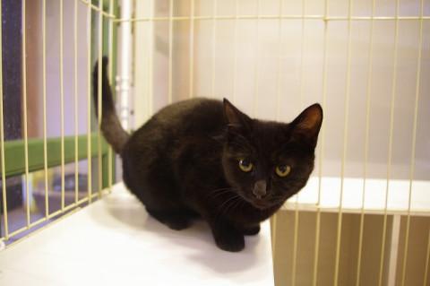 正統派美人黒猫さん 里親様募集中