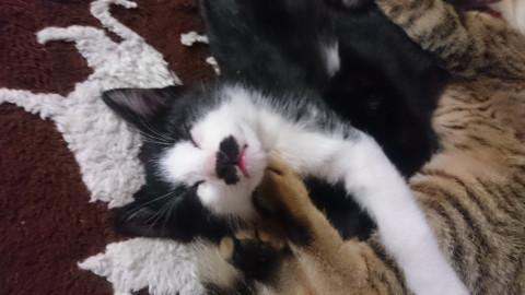 ヒゲがチャームポイント 子猫