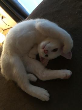 オッドアイ白の美猫