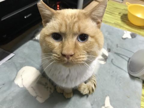 怪我で保護しています。甘えん坊な男の子