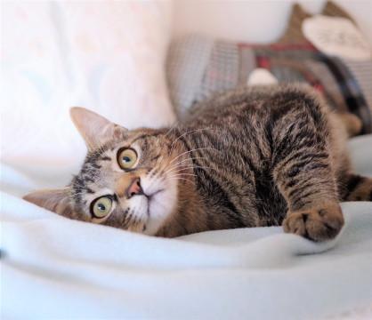 甘えん坊で元気いっぱい❤️キジ虎の男の子