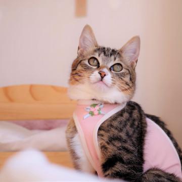 白ソックスをはいたかわいい❤キジ白女の子