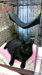 ごはん大好き！こうちゃん