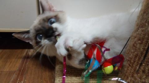 ジャンプしないも～ん！