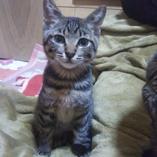 比較的大人しい超甘えん坊。