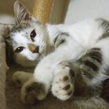 鼻の柄が個性的でかわいい女の子です。