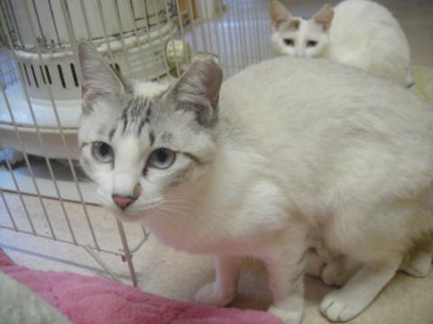 三毛猫姉妹　Ａ子ちゃん・Ｂ子ちゃん