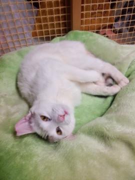 三毛猫姉妹　Ａ子ちゃん・Ｂ子ちゃん