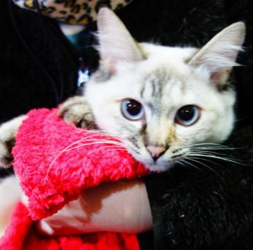 ★人なれ抜群の青い目の美形シャムMIX★