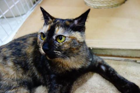 ★超・甘えん坊の美形サビ猫★