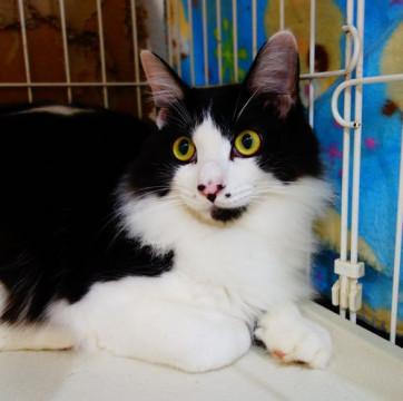 ★ノルウェージャン風ゴージャス長毛★