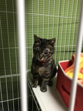 少し長毛キジ姉妹