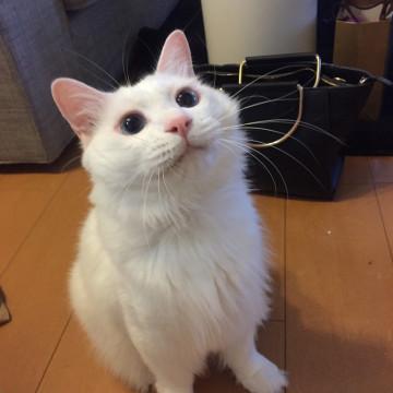 白猫ふわふわ里親募集