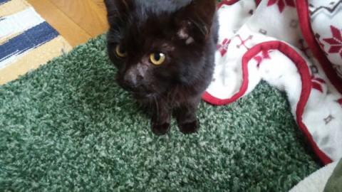人馴れしている生後３か月黒猫ちゃん