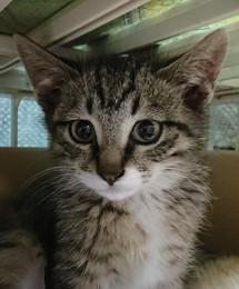 寒空に母を待っていた子猫兄弟です