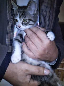 保護猫　里親募集
