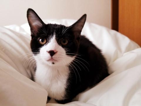 4兄弟子猫