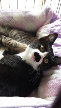 甘えん坊のハチワレちょび髭猫！