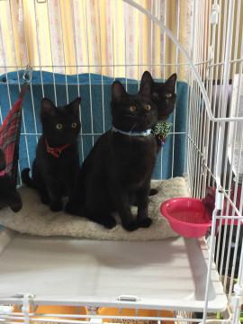 黒猫兄妹です♪