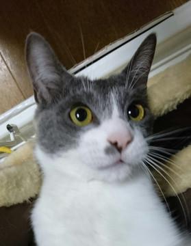遊び好きで美猫なグレー×白ちゃん
